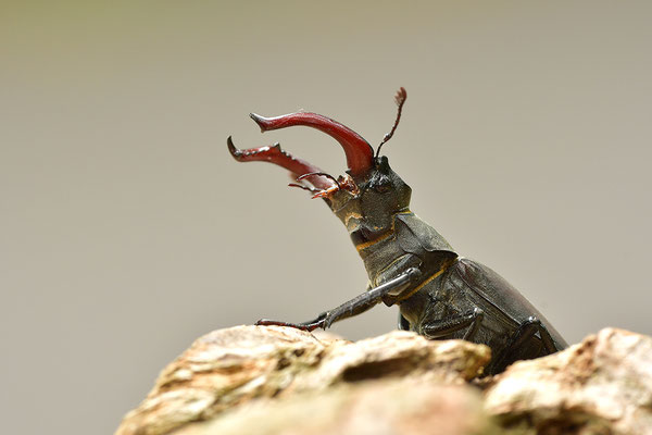Hirschkäfer Männchen
