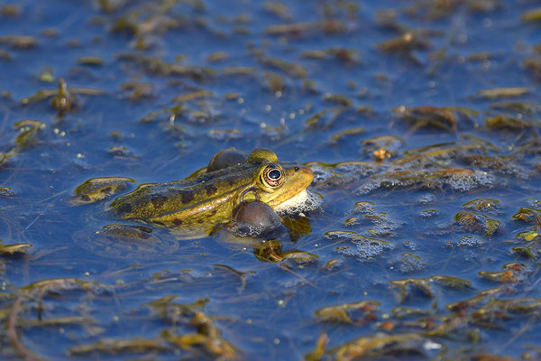 Epirus-Frosch