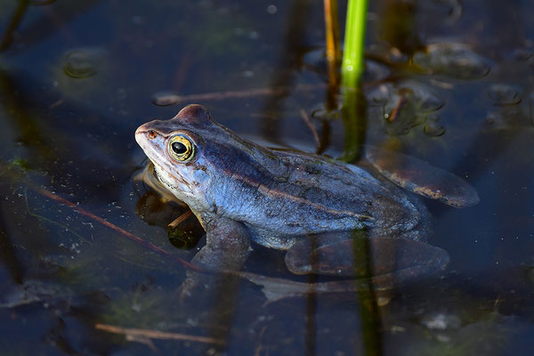 Moorfrosch