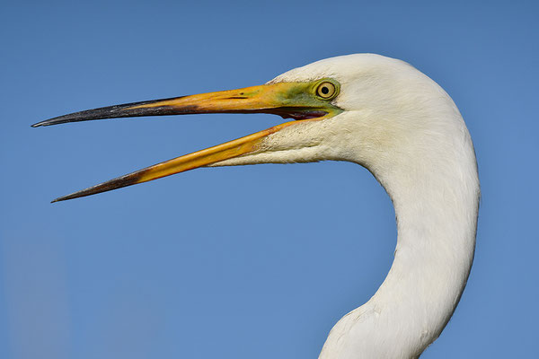 Silberreiher Kopfportrait