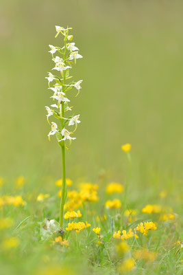 Grüne Waldhyazinthe
