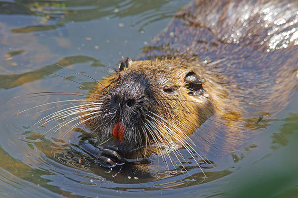 Nutria fressend