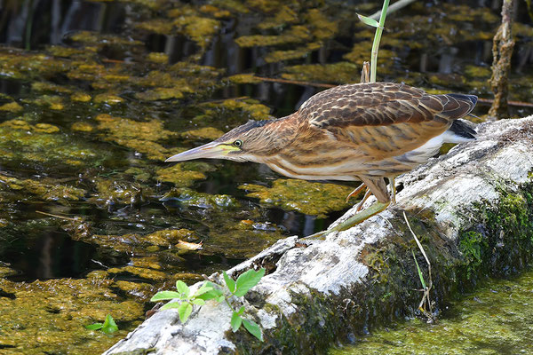 Zwergdommel Jungvogel
