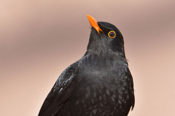 Amsel Männchen Portrait