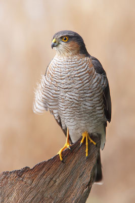 Sperber Männchen
