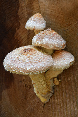 Pappelschüppling