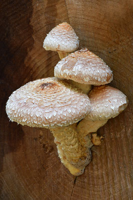 Pappelschüppling