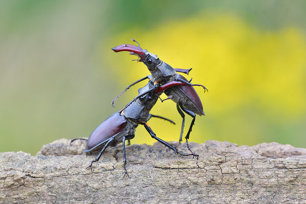 Hirschkäfer Kampf zweier Männchen