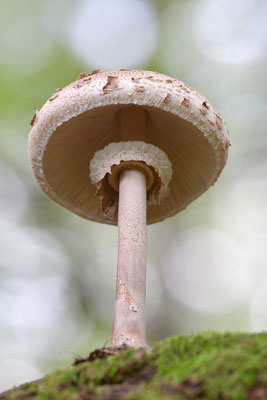 Parasol