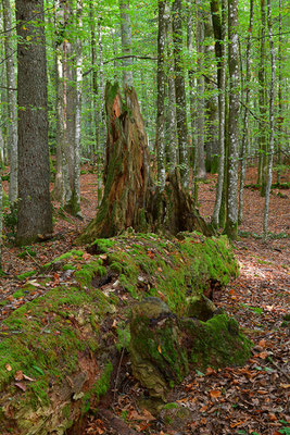 Urwald Bayrischer Wald