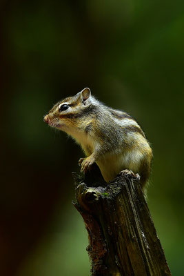 Sibirisches Streifenhörnchen