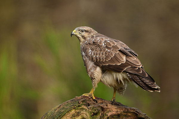 Mäusebussard