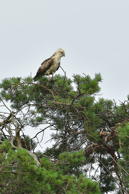 Schlangenadler