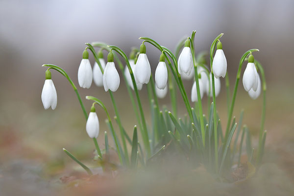 Schneeglöckchen