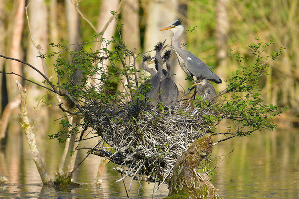Graureiher am Nest mit Jungvögeln