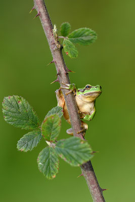 Laubfrosch