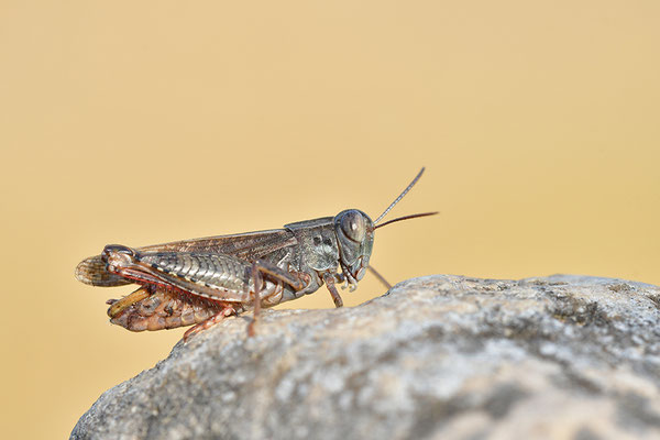 Italienische Schönschrecke, Männchen