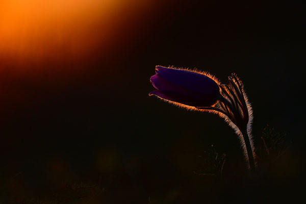 Küchenschelle im Abendlicht