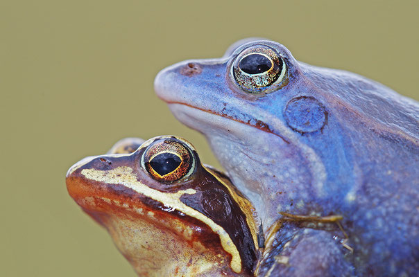 Moorfrosch Paar Kopfportrait