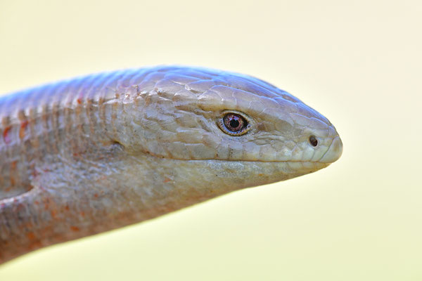 Scheltopusik Kopfportrait
