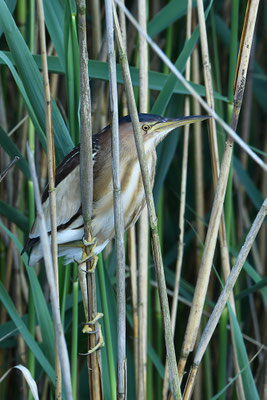 Zwergdommel Weibchen