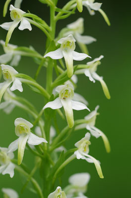 Weiße Waldhyazinthe