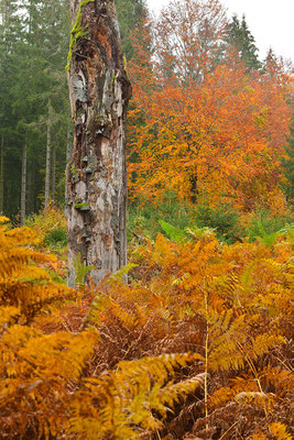 Urwald Nationalpark Eifel