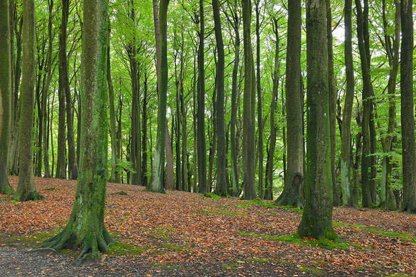 Nationalpark Jasmund