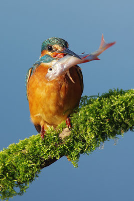 Eisvogel Weibchen mit Fisch
