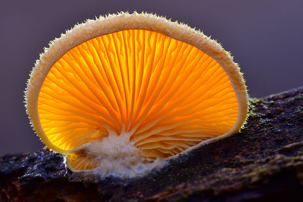 Orangeseitling