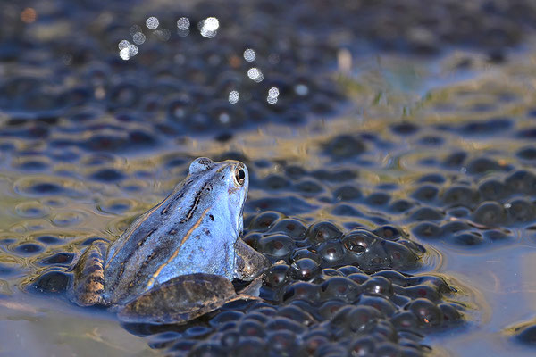 Moorfrosch