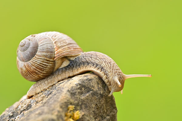 Weinbergschnecke