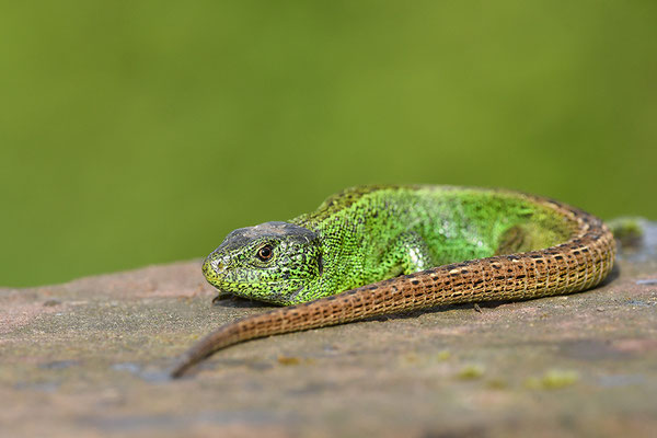 Zauneidechse Männchen