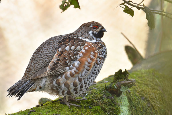 Haselhuhn Männchen