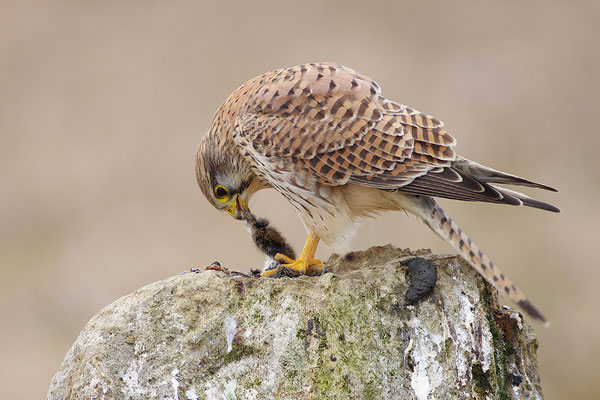 Turmfalke mit Beute