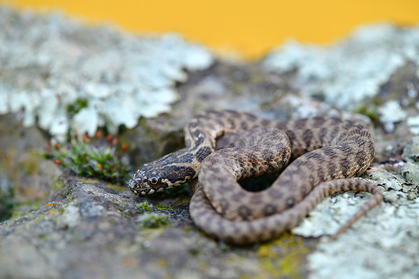 Vipernatter