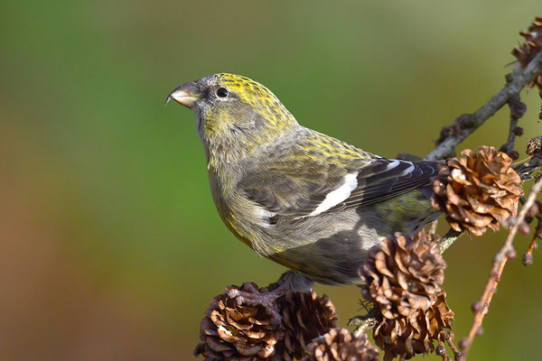 Bindenkreuzschnabel Weibchen