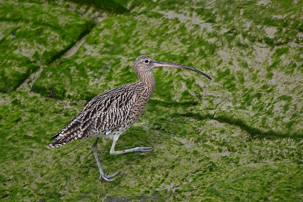 Großer Brachvogel