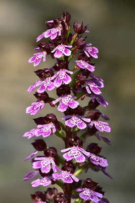 Purpurknabenkraut