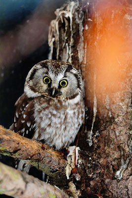 Raufußkauz, Nationalpark Bayrischer Wald Tierfreigelände Neuschönau