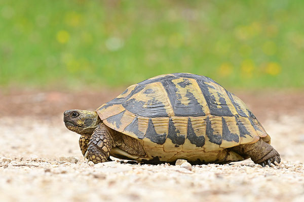 Griechische Landschildkröte