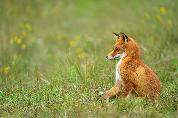 Fuchs