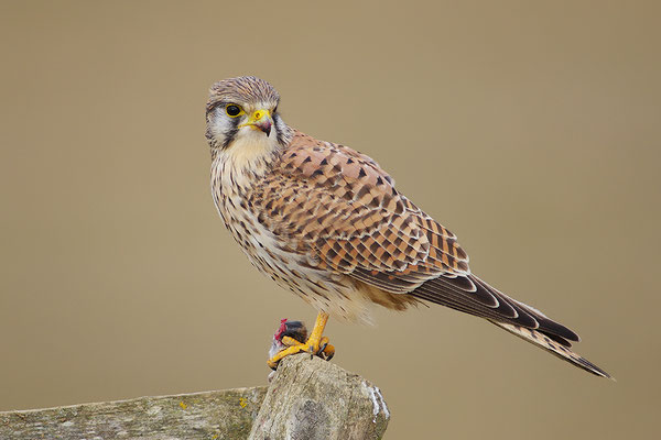 Turmfalke mit Beute