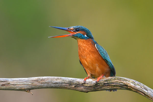 Eisvogel Weibchen