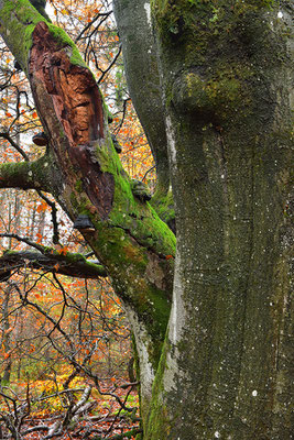 Hutewald Kalterherberg