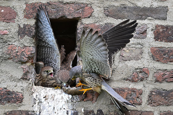 Turmfalke Jungvögel mit Männchen