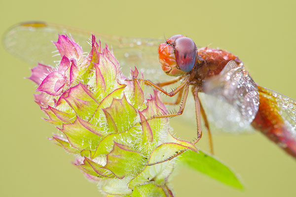 Feuerlibelle Männchen Kopfportrait