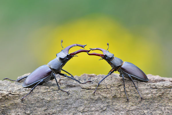 Hirschkäfer Kampf zweier Männchen