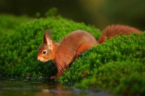 Eichhörnchen