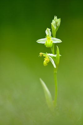 Bienenragwurz var. flavescens